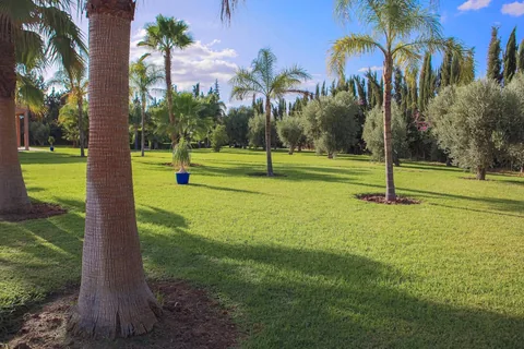 Open lawn shaded by palms across the grounds