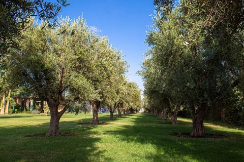 The olive grove within the one-hectare estate
